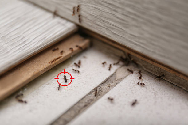 Best Insect Control  in Clark, SD