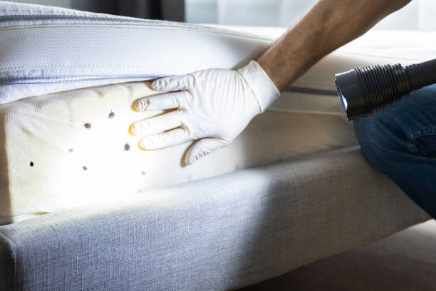 Best Flea Control Services  in Clark, SD